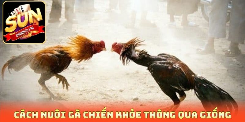 Nuôi Gà Chiến Khỏe - Hé Lộ Bí Quyết Chăm Sóc Và Huấn Luyện 2 Cách nuôi gà chiến khỏe thông qua giống