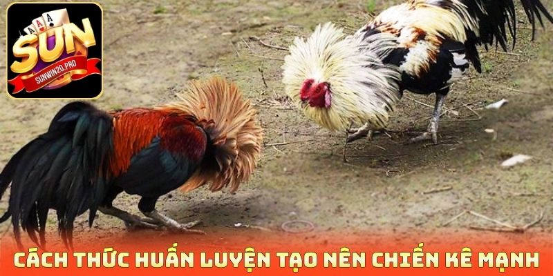 Nuôi Gà Chiến Khỏe - Hé Lộ Bí Quyết Chăm Sóc Và Huấn Luyện 4 Cách thức huấn luyện tạo nên chiến kê mạnh