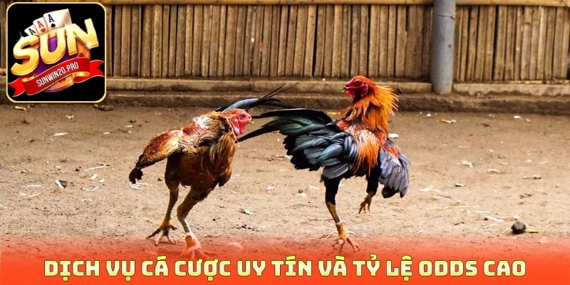 Dịch vụ cá cược uy tín và tỷ lệ odds cao