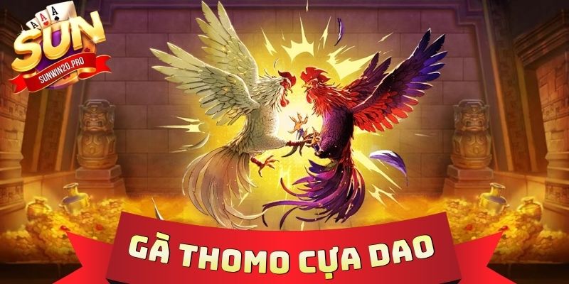 Gà Thomo Cựa Dao