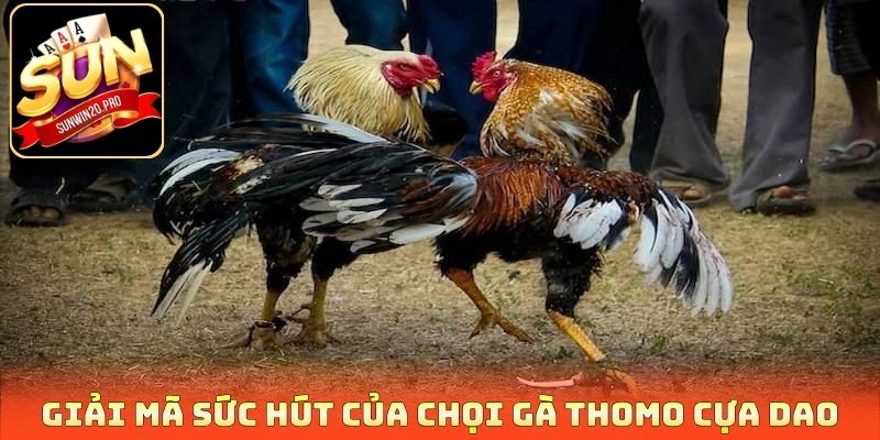 Giải mã sức hút của chọi gà thomo cựa dao