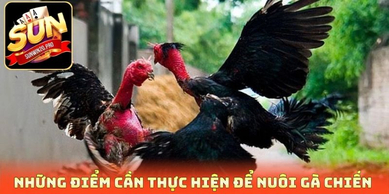 Nuôi Gà Chiến Khỏe - Hé Lộ Bí Quyết Chăm Sóc Và Huấn Luyện 3 Những điểm cần thực hiện để nuôi gà chiến