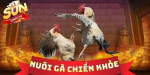 Nuôi Gà Chiến Khỏe