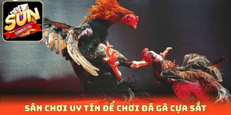 Sân chơi uy tín để chơi đá gà cựa sắt