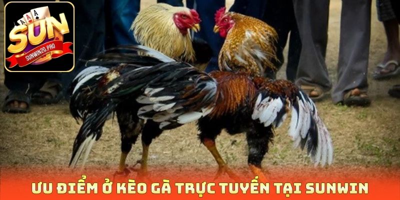 Kèo Gà Trực Tuyến - Dự Đoán Chiến Kê Săn Thưởng Cực Đã 4 Ưu điểm ở kèo gà trực tuyến tại Sunwin