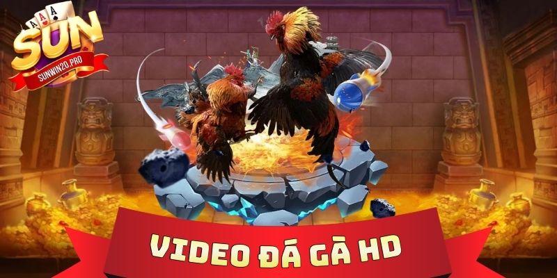 Video Đá Gà HD